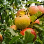 manzana
