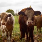 vacas